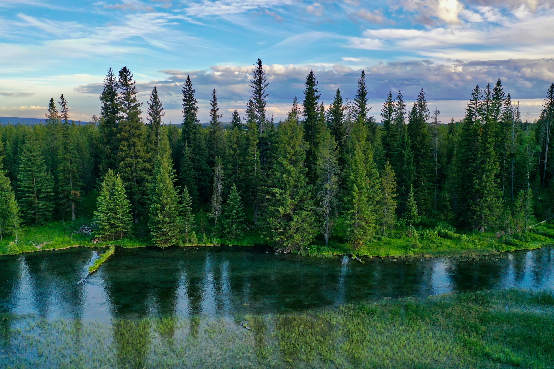 Forest and river