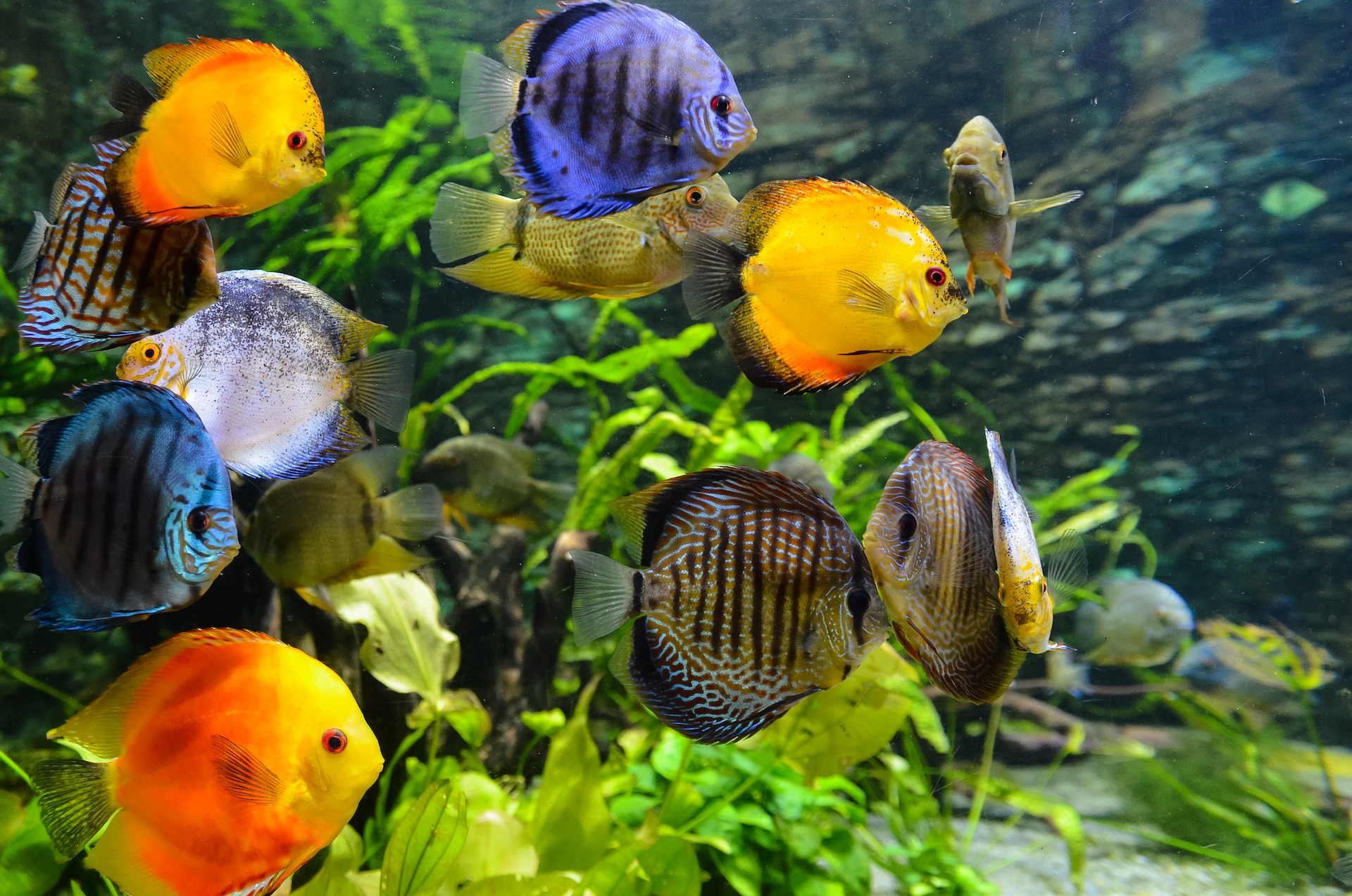 Aquarium Fish