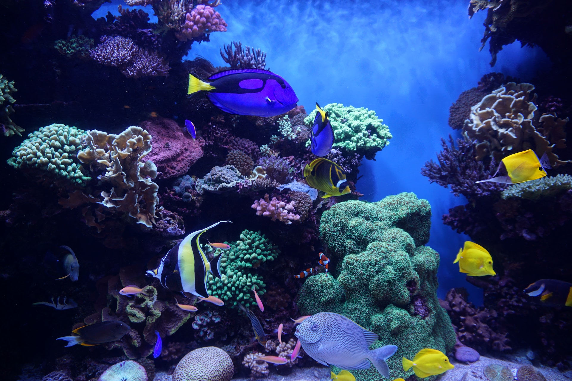 Gatlinburg Aquarium Fish