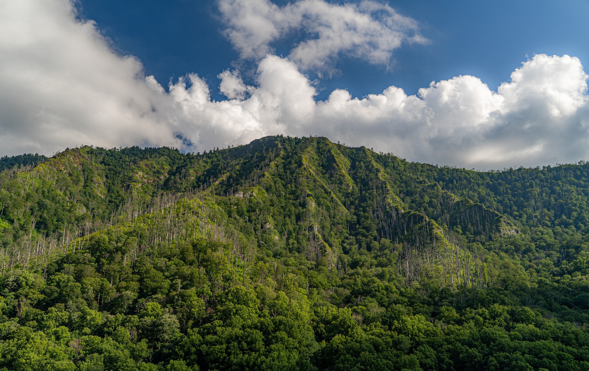 Great Smoky Mountains